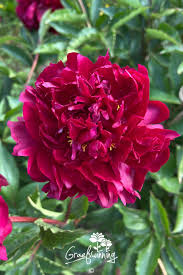 Image result for Pfingstrose