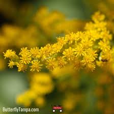 Attēlu rezultāti vaicājumam “Solidago canadensis flower”