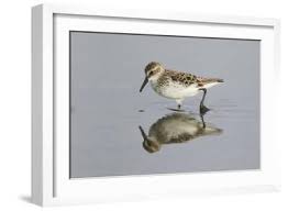 Image result for Calidris pusilla