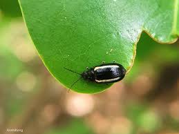 Attēlu rezultāti vaicājumam “Phyllotreta sp.”