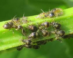 Attēlu rezultāti vaicājumam “Chaitophorus populeti”