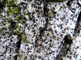 Attēlu rezultāti vaicājumam “Alyxoria varia”