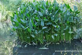 Image result for Seekanne