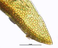 Attēlu rezultāti vaicājumam “Didymodon tophaceus”