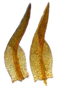 Attēlu rezultāti vaicājumam “Hymenostylium recurvirostrum macro”