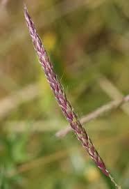 Attēlu rezultāti vaicājumam “Danthonia decumbens fruit”