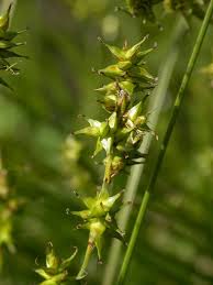 Attēlu rezultāti vaicājumam “Carex echinata”