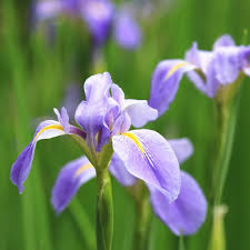 Image result for Iris