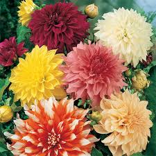 Image result for Dahlia x pinnata `Decorative Giants`