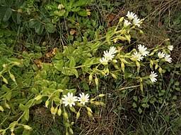 Attēlu rezultāti vaicājumam “Cerastium semidecandrum bud”