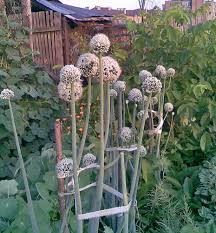 Attēlu rezultāti vaicājumam “Allium cepa”