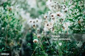 Attēlu rezultāti vaicājumam “Cirsium heterophyllum flower”