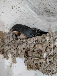 Attēlu rezultāti vaicājumam “Hirundo rustica nest”