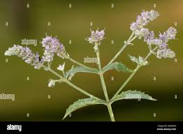 Attēlu rezultāti vaicājumam “Mentha longifolia flower”