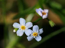 Attēlu rezultāti vaicājumam “Myosotis laxa subsp. baltica leaf”