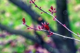 Attēlu rezultāti vaicājumam “Cerasus bud”
