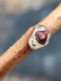 Attēlu rezultāti vaicājumam “Phellodendron amurense bud”