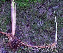 Image result for root-tail