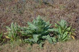 Attēlu rezultāti vaicājumam “Verbascum densiflorum leaf”