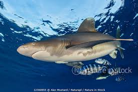 Image result for Carcharhinus longimanus