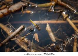 Attēlu rezultāti vaicājumam “Leucorrhinia pectoralis female”