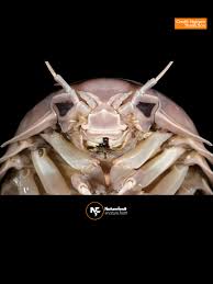 Image result for Seabug Divers