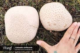 Attēlu rezultāti vaicājumam “Calvatia utriformis”