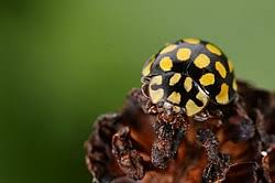 Attēlu rezultāti vaicājumam “Sospita vigintiguttata”