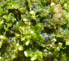 Attēlu rezultāti vaicājumam “Mniaecia jungermanniae”