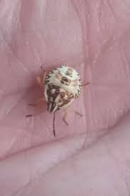 Attēlu rezultāti vaicājumam “Carpocoris sp. nymph”