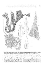 Attēlu rezultāti vaicājumam “Antitrichia curtipendula sporophyte”
