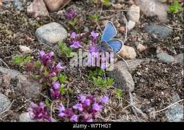 Attēlu rezultāti vaicājumam “Plebejus idas male”