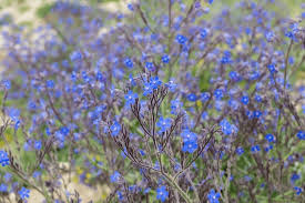 Attēlu rezultāti vaicājumam “Anchusa arvensis flower”