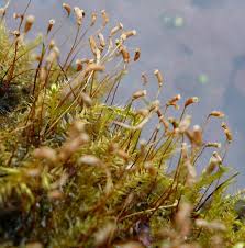 Attēlu rezultāti vaicājumam “Herzogiella seligeri”