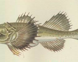 Image result for Myoxocephalus quadricornis