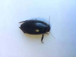 Attēlu rezultāti vaicājumam “Dytiscus dimidiatus”