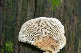 Attēlu rezultāti vaicājumam “Daedalea quercina”