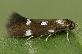 Attēlu rezultāti vaicājumam “Elachistidae”