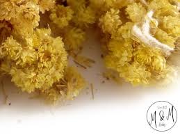 Attēlu rezultāti vaicājumam “Helichrysum arenarium bud”