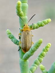 Attēlu rezultāti vaicājumam “Cribraria rubiginosa macro”