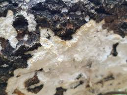 Attēlu rezultāti vaicājumam “Oxyporus corticola”