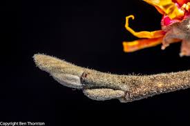 Attēlu rezultāti vaicājumam “Hamamelis japonica bud”