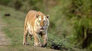 Afbeeldingsresultaat voor tijgers