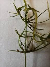 Attēlu rezultāti vaicājumam “Chara globularis”