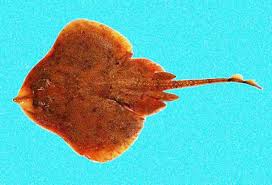 Image result for Leucoraja