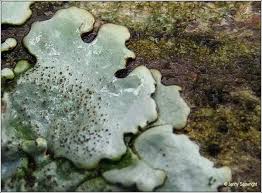 Attēlu rezultāti vaicājumam “Parmelina tiliacea”