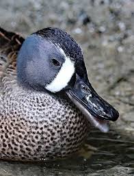 Image result for Anas discors