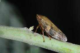 Attēlu rezultāti vaicājumam “Aphrophora alni imago”