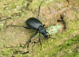 Attēlu rezultāti vaicājumam “Cychrus caraboides”