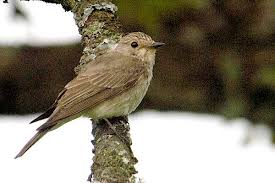 Attēlu rezultāti vaicājumam “Muscicapa striata”